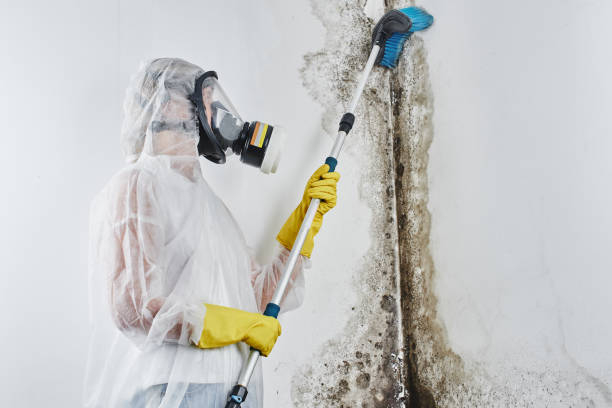 Best Mold Damage Repair  in Lakemont, PA