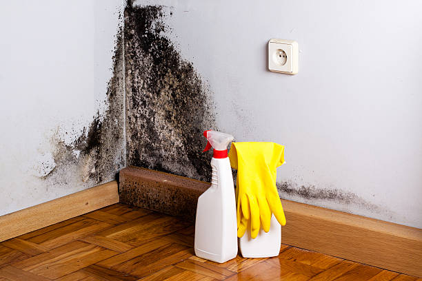 Home Mold Removal in Lakemont, PA